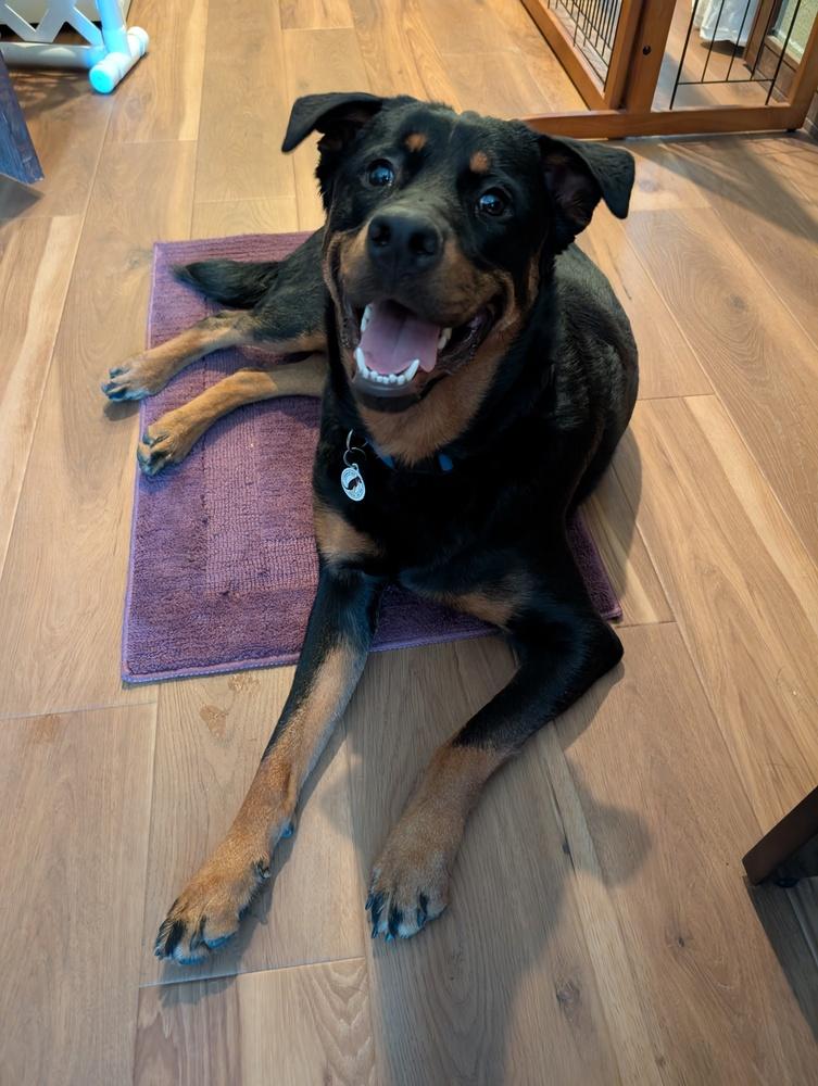 Enlarge Brutus, a Adoptable mixed breed in Denver, CO image 3/6