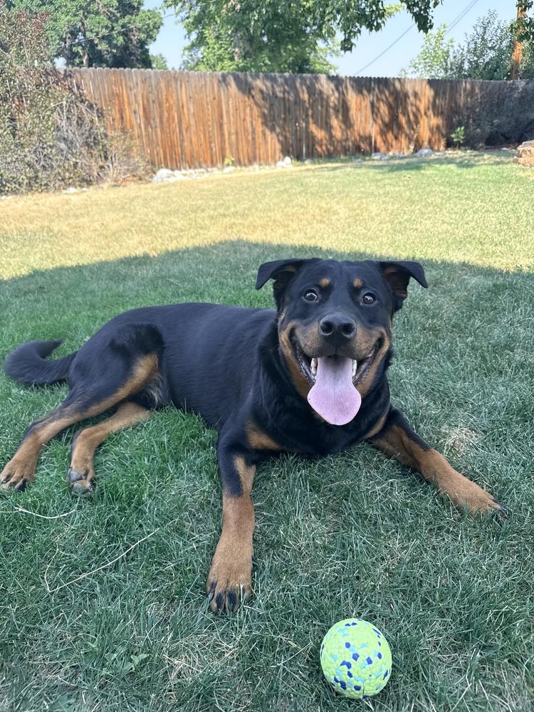 Enlarge Brutus, a Adoptable mixed breed in Denver, CO image 4/6