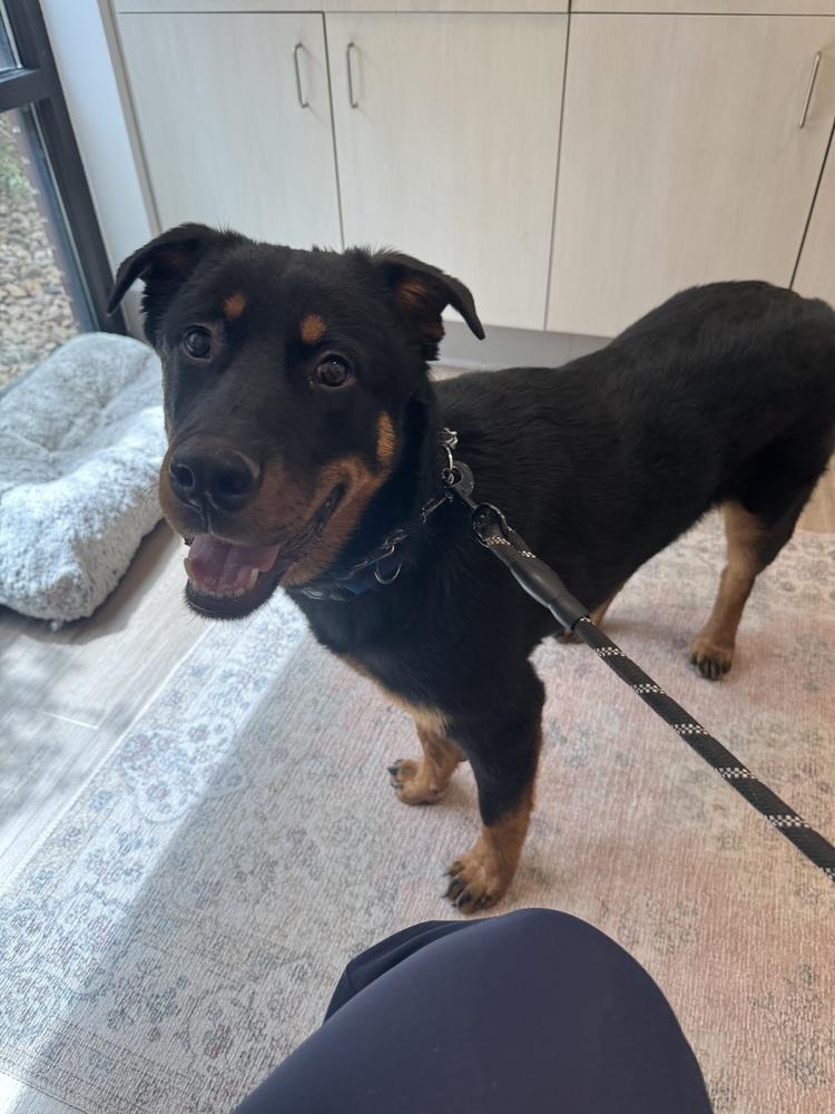 Enlarge Brutus, a Adoptable mixed breed in Denver, CO image 6/6