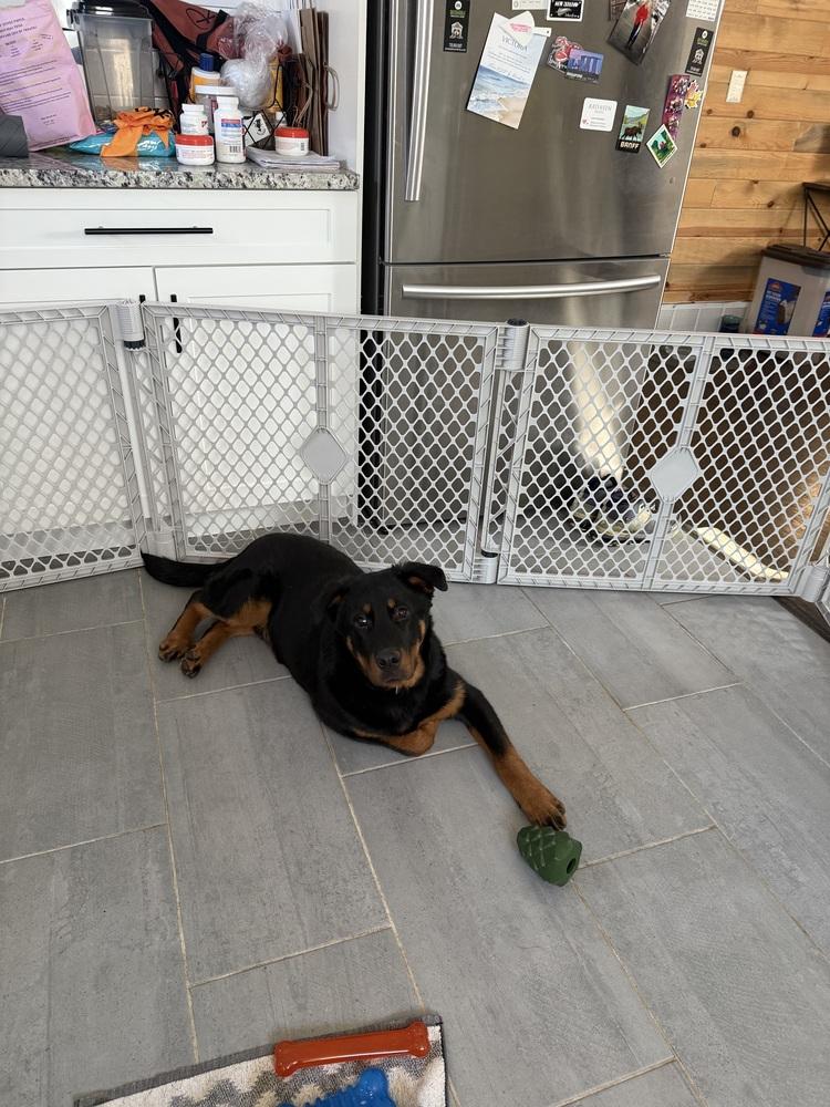 Enlarge Brutus, a Adoptable mixed breed in Denver, CO image 4/6