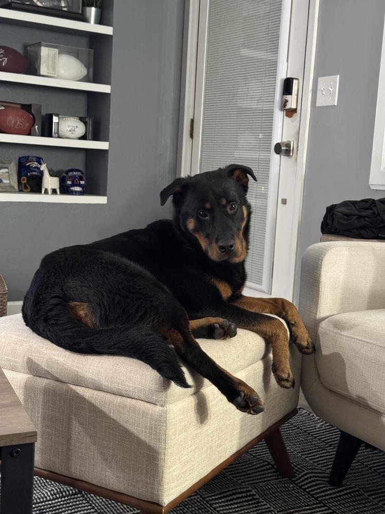 Enlarge Brutus, a Adoptable mixed breed in Denver, CO image 6/6