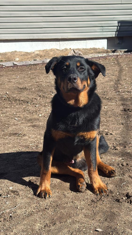 Enlarge Brutus, a Adoptable mixed breed in Denver, CO image 5/6