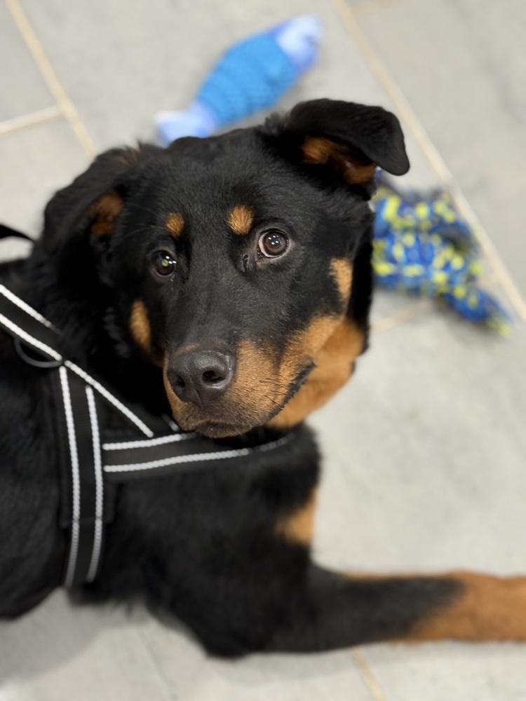 Enlarge Brutus, a Adoptable mixed breed in Denver, CO image 6/6