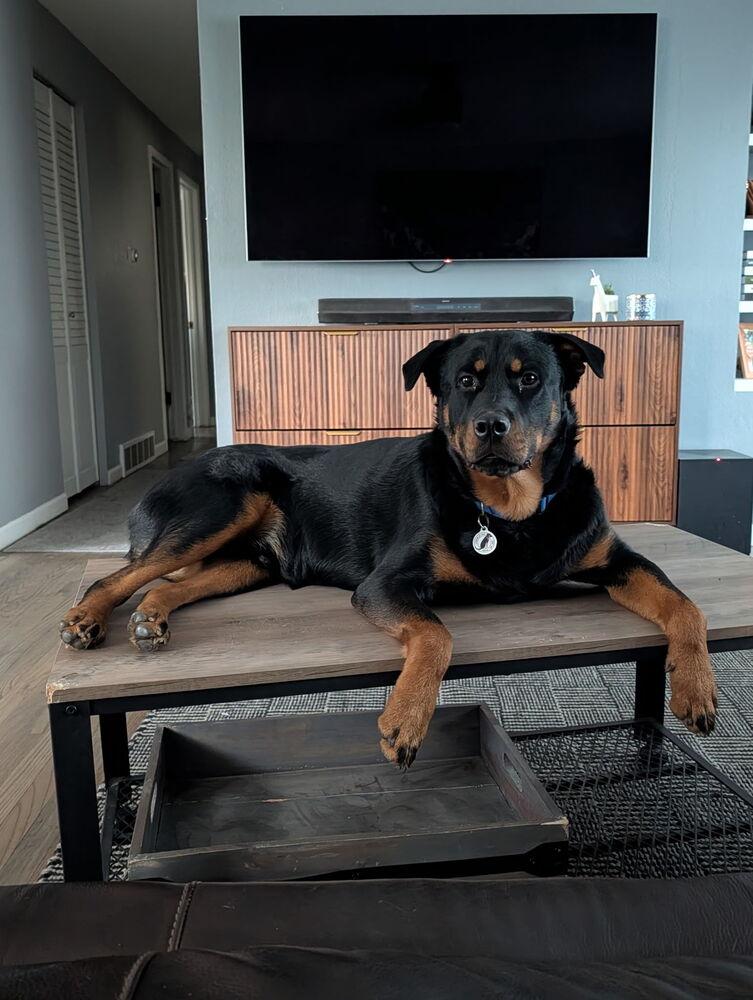 Enlarge Brutus, a Adoptable mixed breed in Denver, CO image 6/6