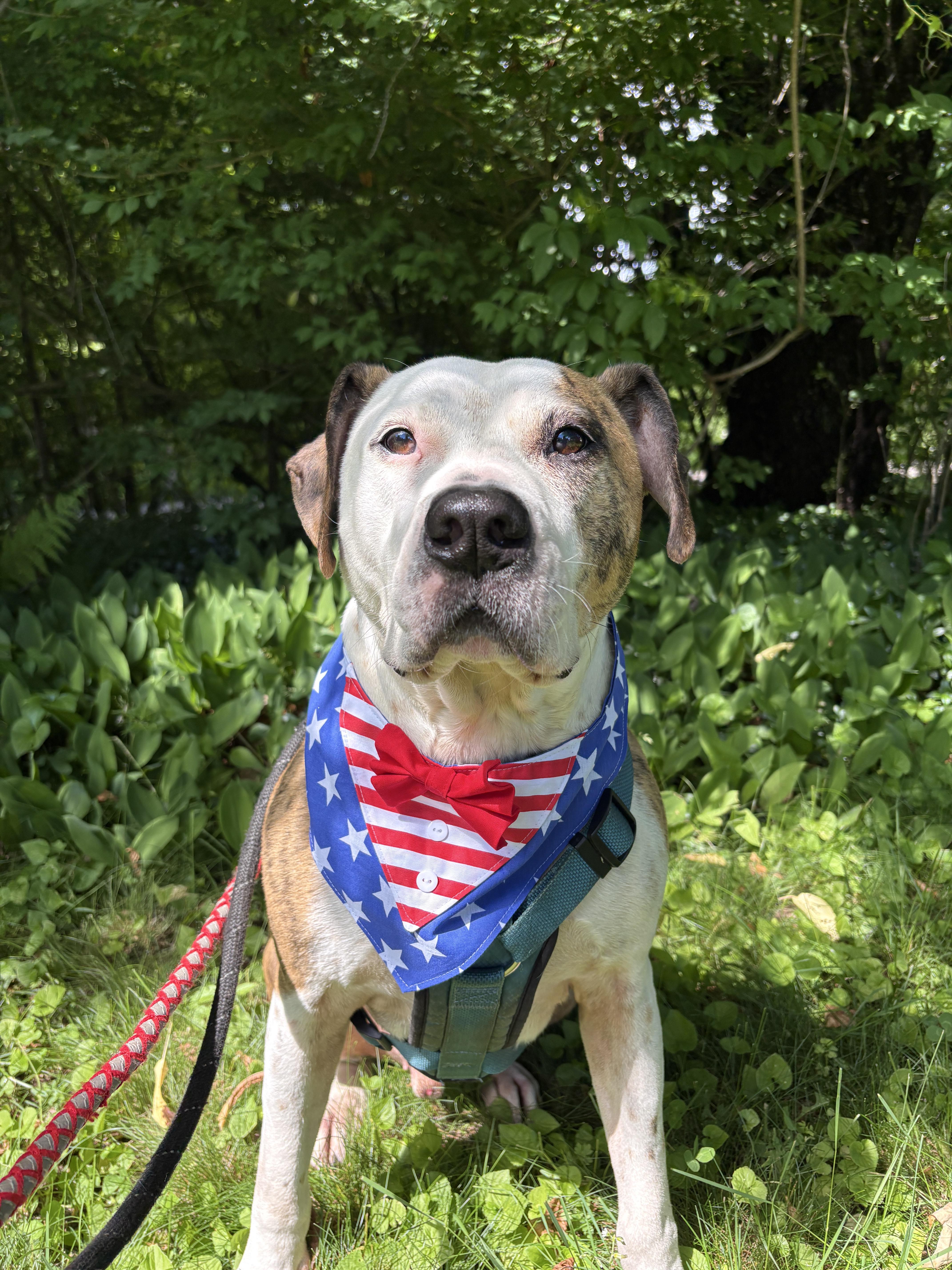 Boston, a ADOPTABLE mixed breed in New Boston, NH image 3/6