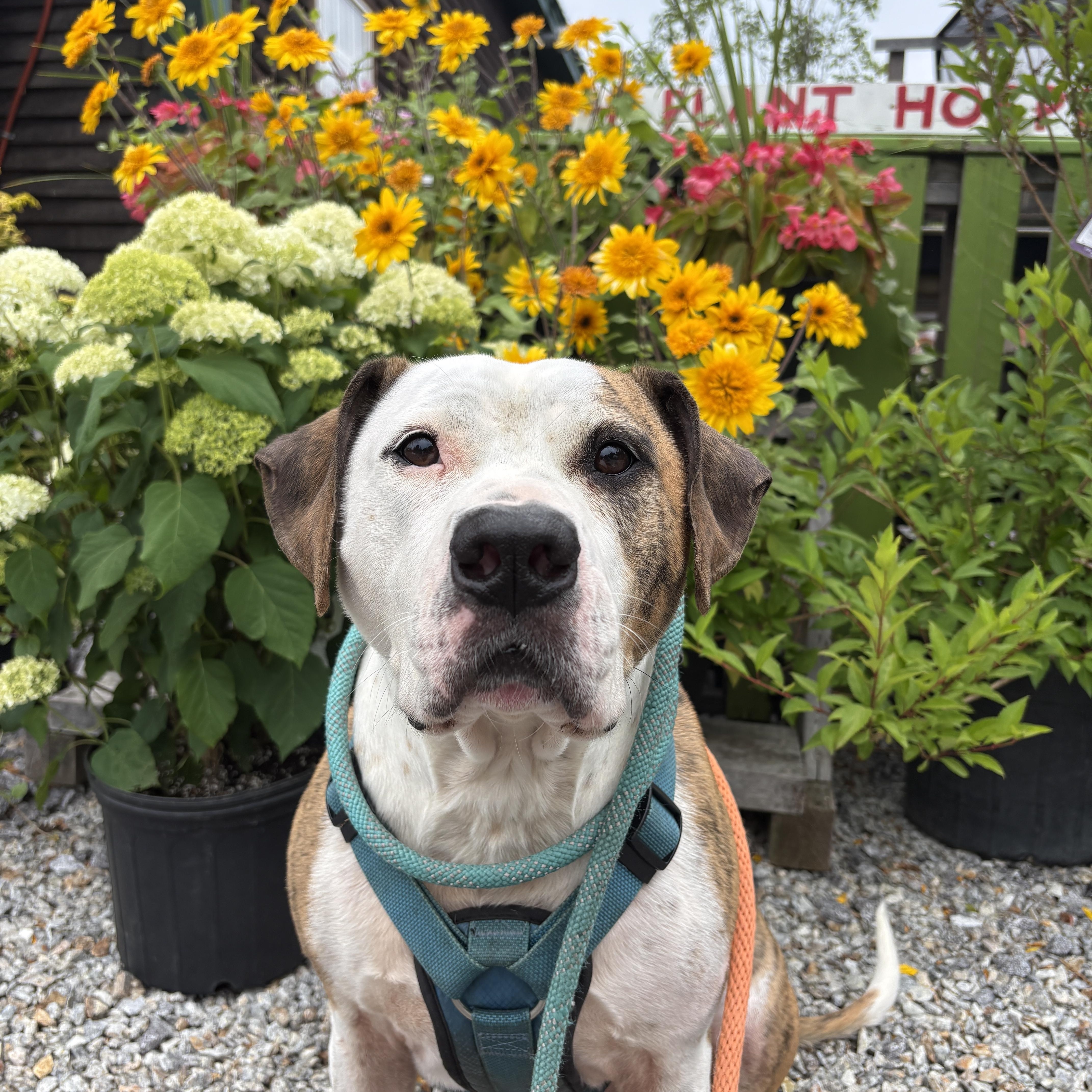Boston, a ADOPTABLE mixed breed in New Boston, NH image 1/6
