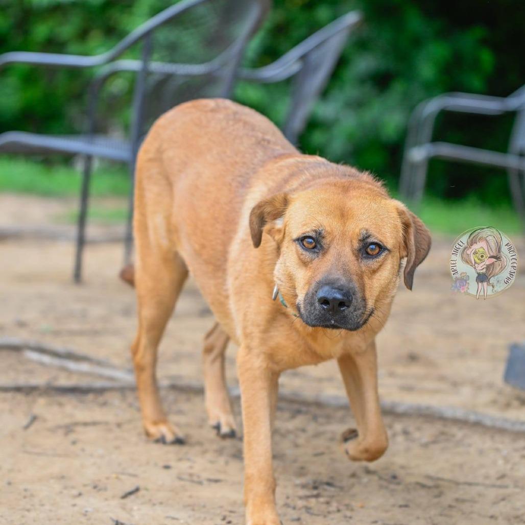 Stevie, Adoptable, Adult Female Labrador Retriever & Black Mouth Cur.