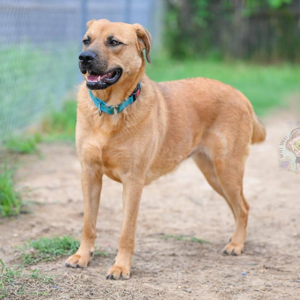Enlarge Stevie, a Adoptable mixed breed in Memphis, TN image 2/4