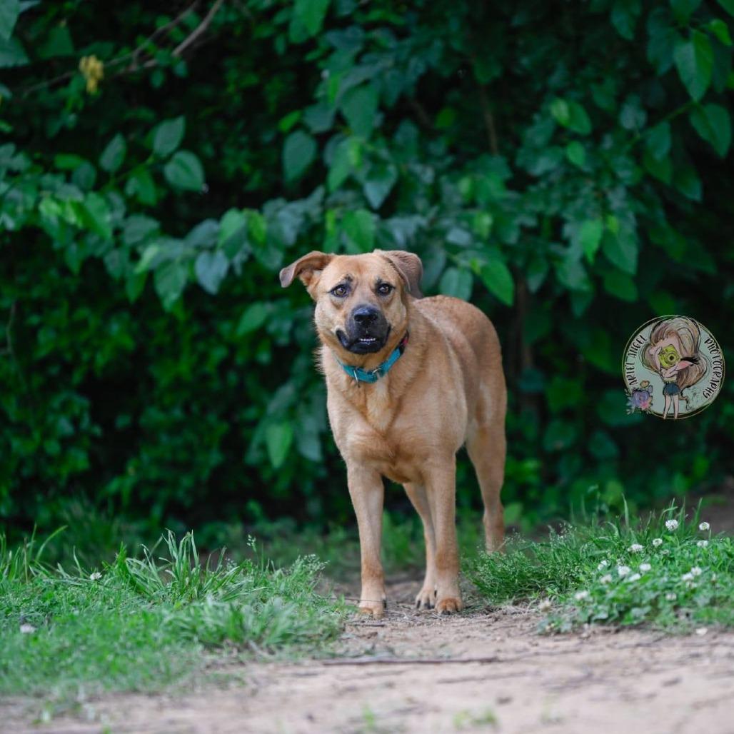 Enlarge Stevie, a Adoptable mixed breed in Memphis, TN image 3/4