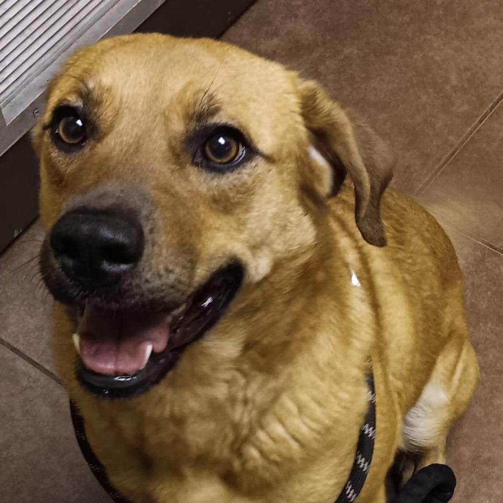 Enlarge Stevie, a Adoptable mixed breed in Memphis, TN image 4/4