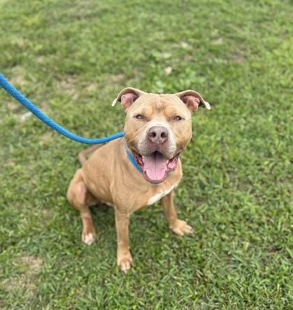 Enlarge Zeus, a Adoptable Pit Bull Terrier in Philadelphia, PA image 1/4