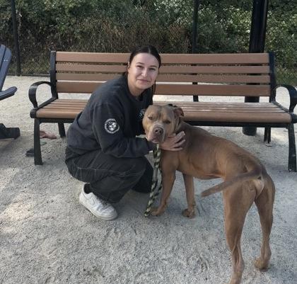 Enlarge Zeus, a Adoptable Pit Bull Terrier in Philadelphia, PA image 4/4