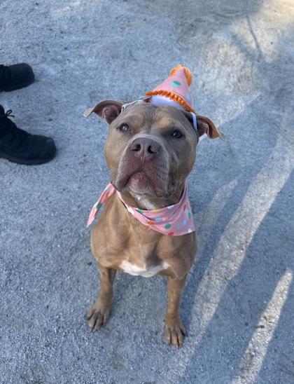 Enlarge Zeus, a Adoptable Pit Bull Terrier in Philadelphia, PA image 2/4