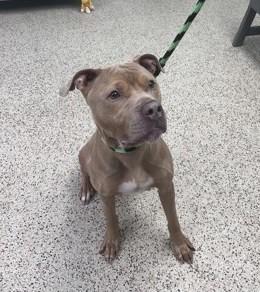 Enlarge Zeus, a Adoptable Pit Bull Terrier in Philadelphia, PA image 3/4