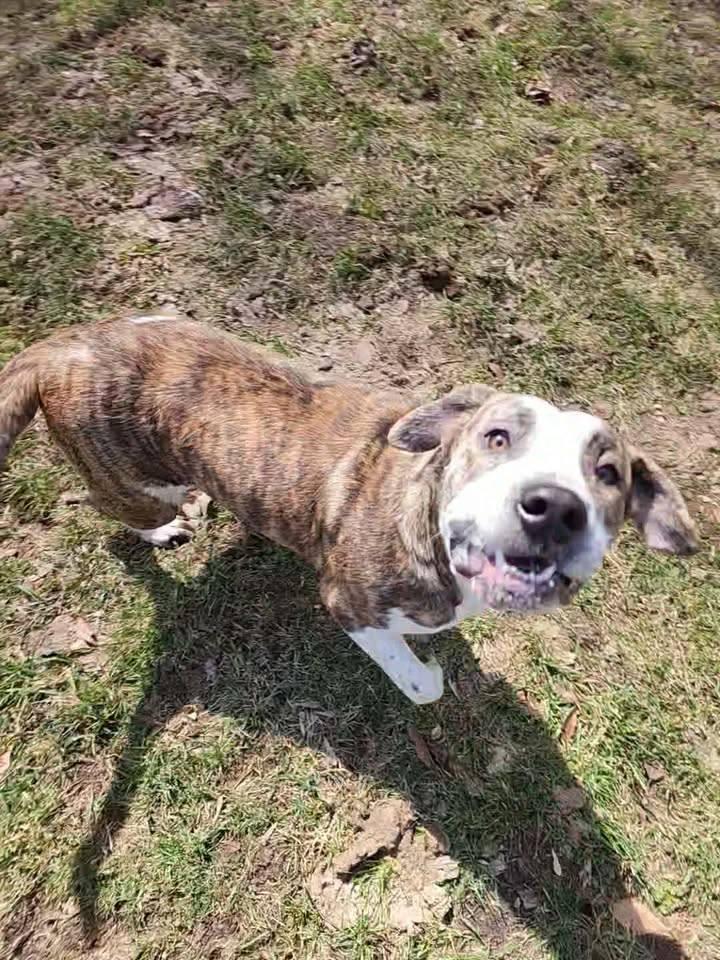 Enlarge HONEY B, a ADOPTABLE mixed breed in Reed City, MI image 3/4