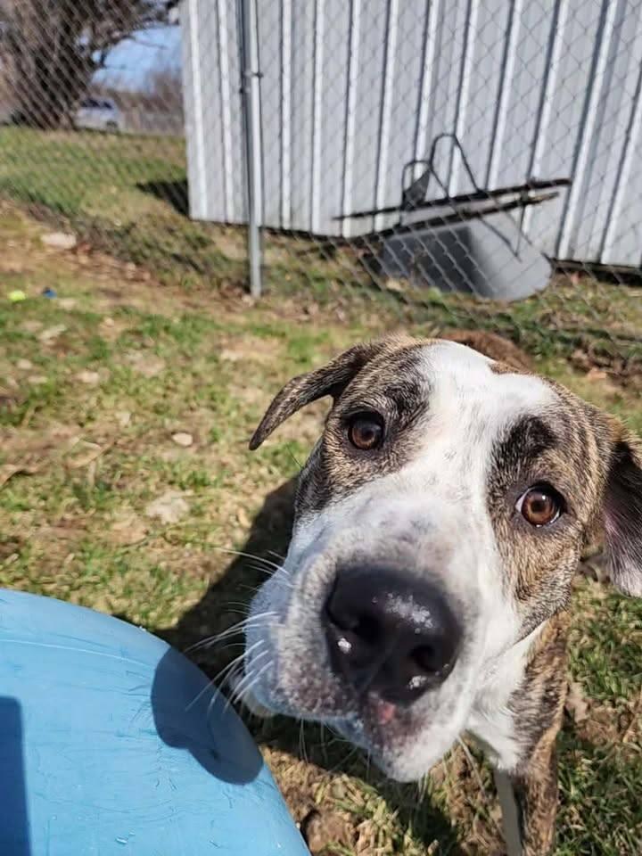 Enlarge HONEY B, a ADOPTABLE mixed breed in Reed City, MI image 2/4