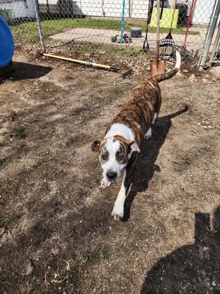 Enlarge HONEY B, a ADOPTABLE mixed breed in Reed City, MI image 4/4