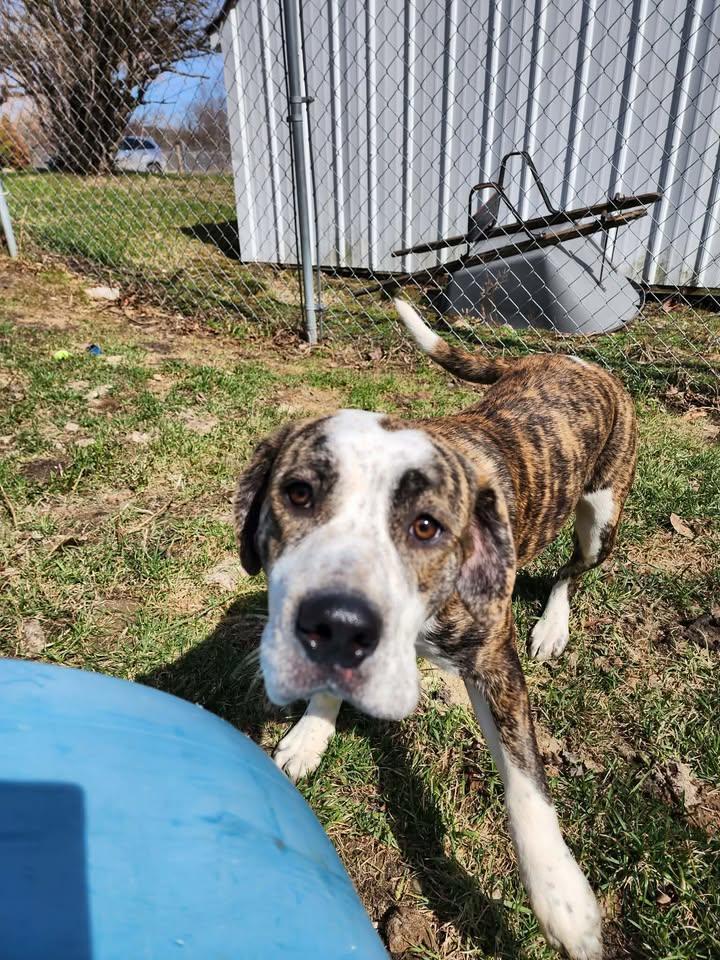 Enlarge HONEY B, a ADOPTABLE mixed breed in Reed City, MI image 1/4