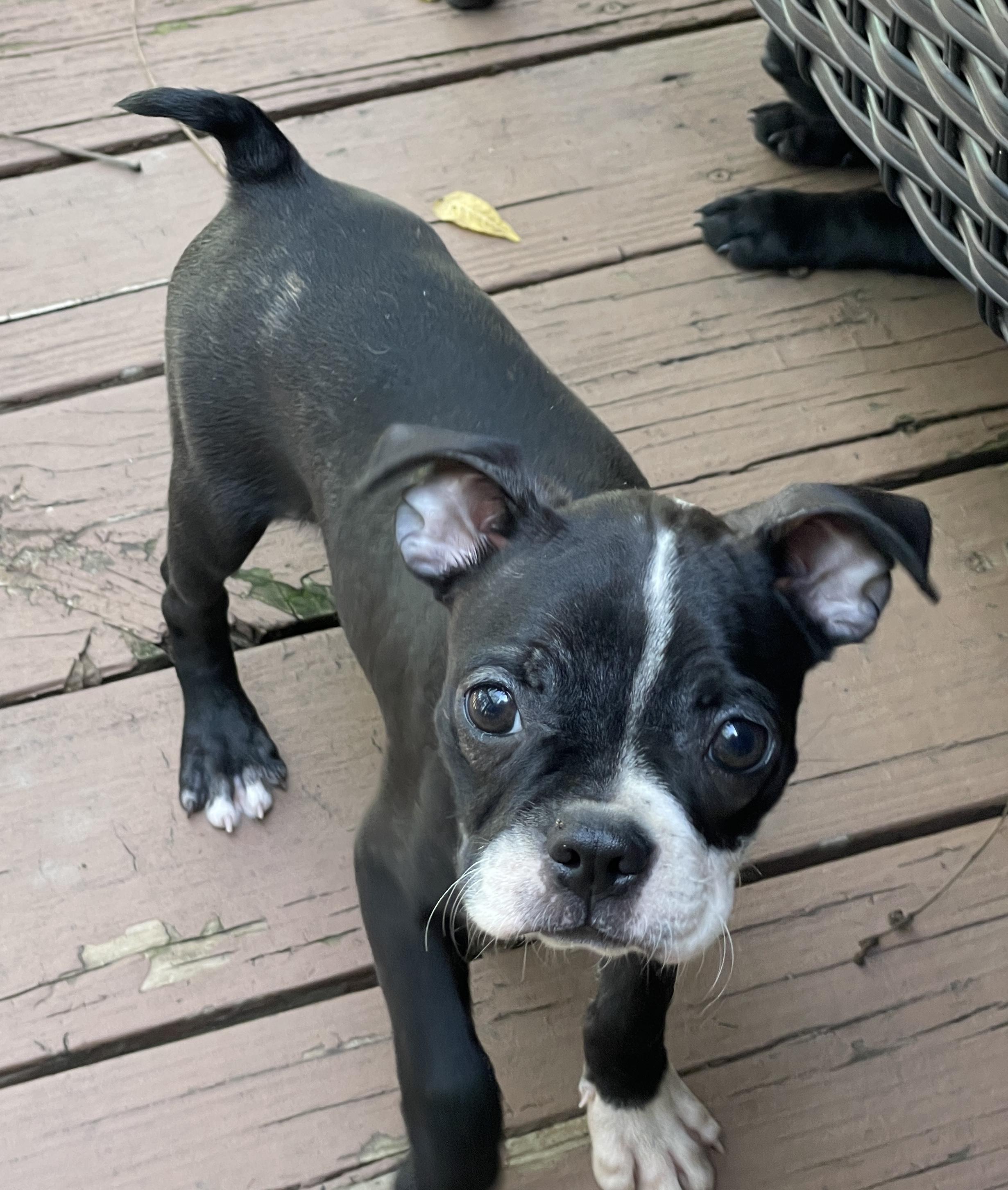 Dottie, Adopted, Puppy Female French Bulldog & Boston Terrier.