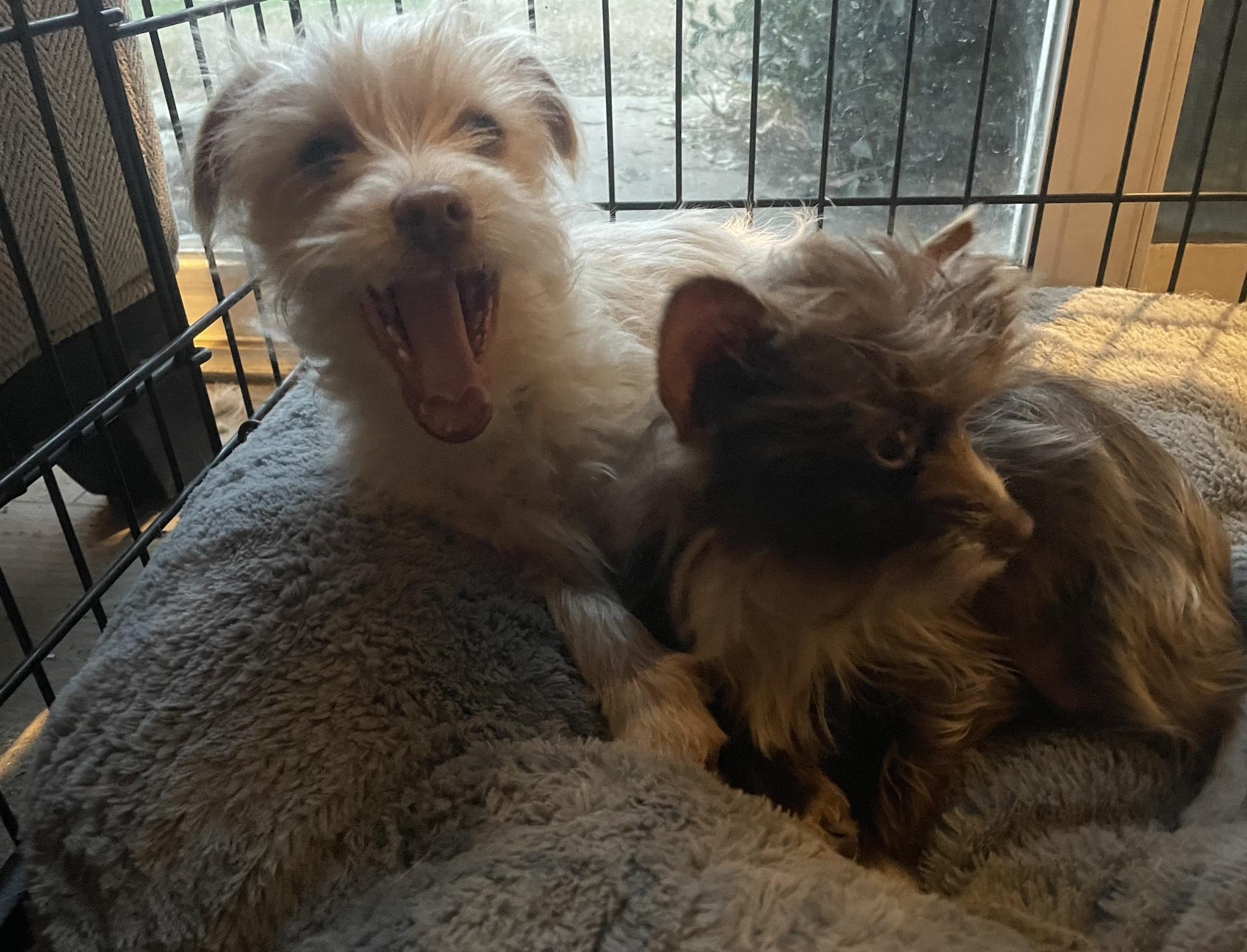 Enlarge Benny, a ADOPTABLE Wirehaired Terrier in Davis, CA image 4/4