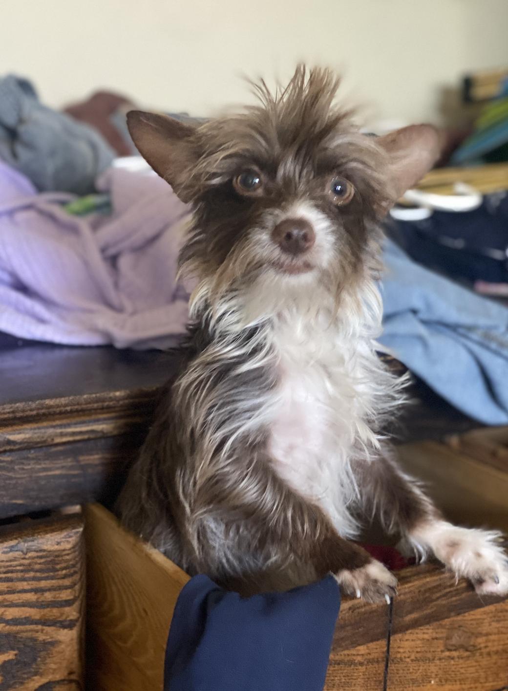 Enlarge Benny, a ADOPTABLE Wirehaired Terrier in Davis, CA image 2/4