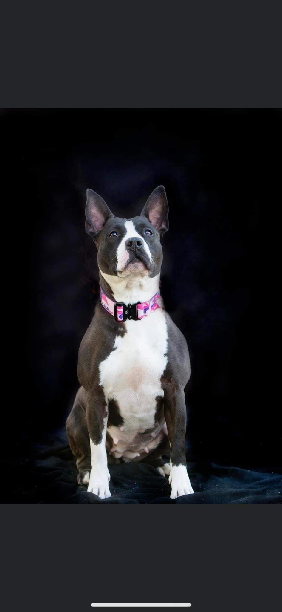 Enlarge Baby Girl Gloria, a Adoptable Bull Terrier in West Richland, WA image 3/6