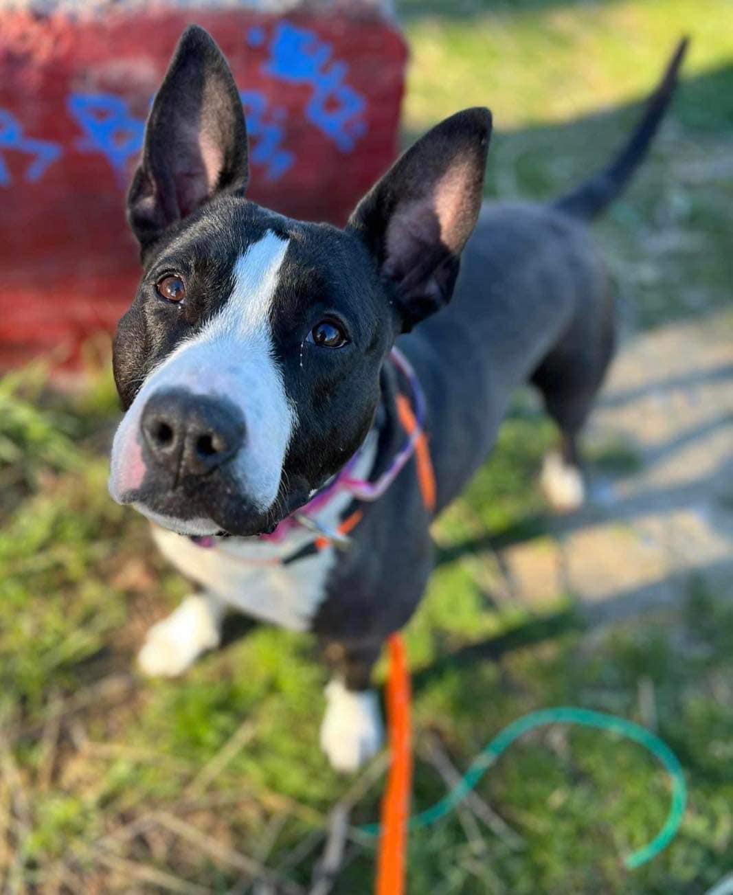 Enlarge Baby Girl Gloria, a Adoptable Bull Terrier in West Richland, WA image 5/6