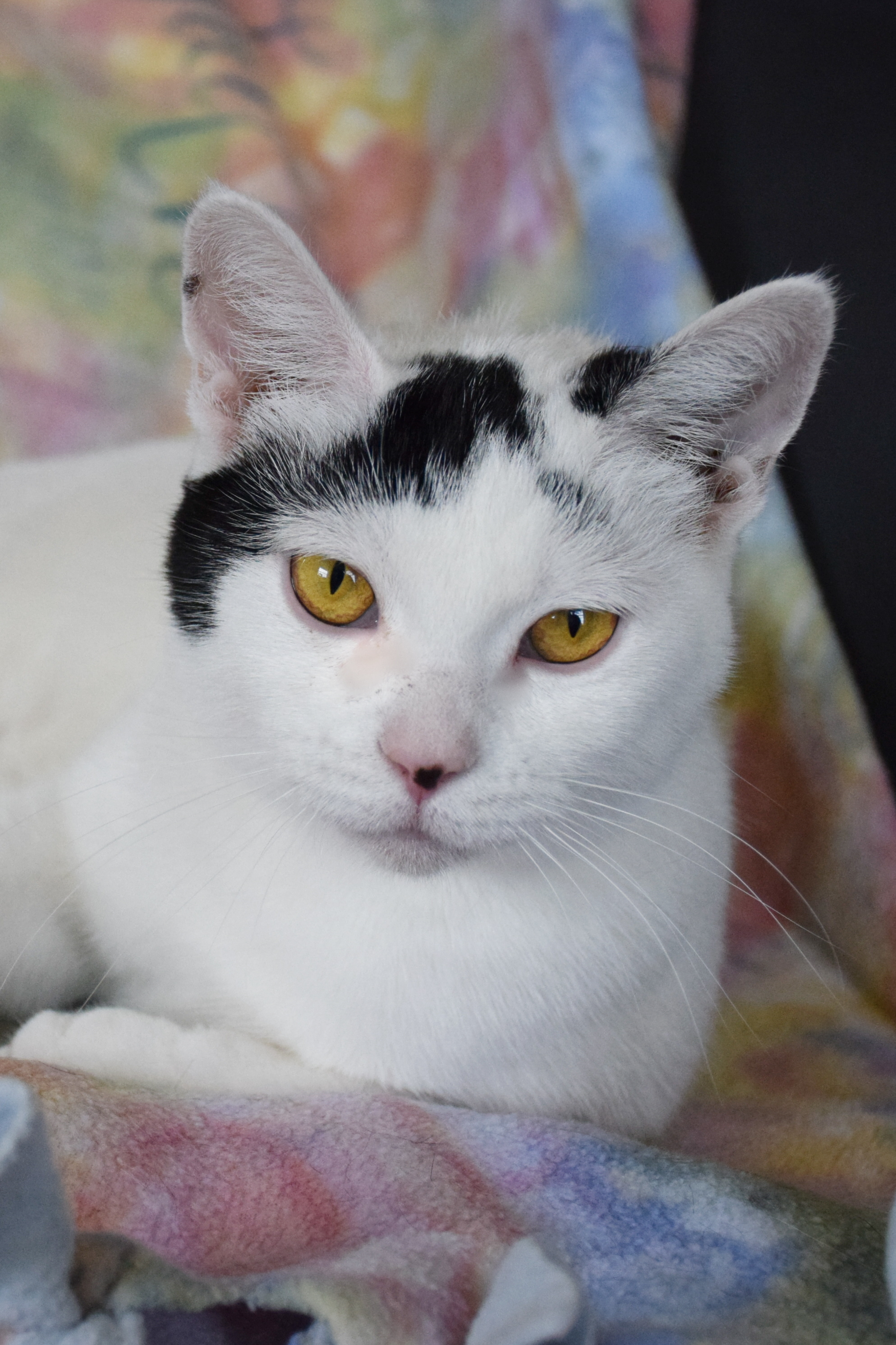 Odette, Adoptable, Adult Female Domestic Short Hair & Tuxedo.