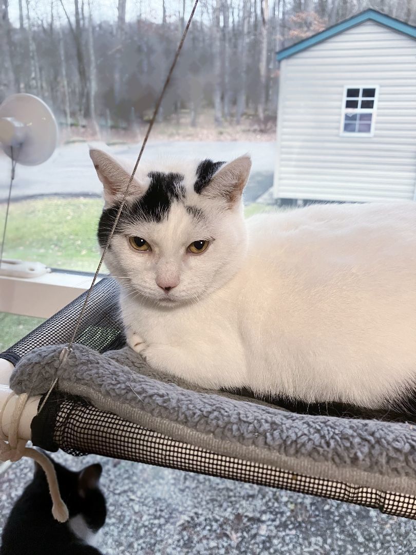 Odette, a Adoptable mixed breed in Shippenville, PA image 2/8