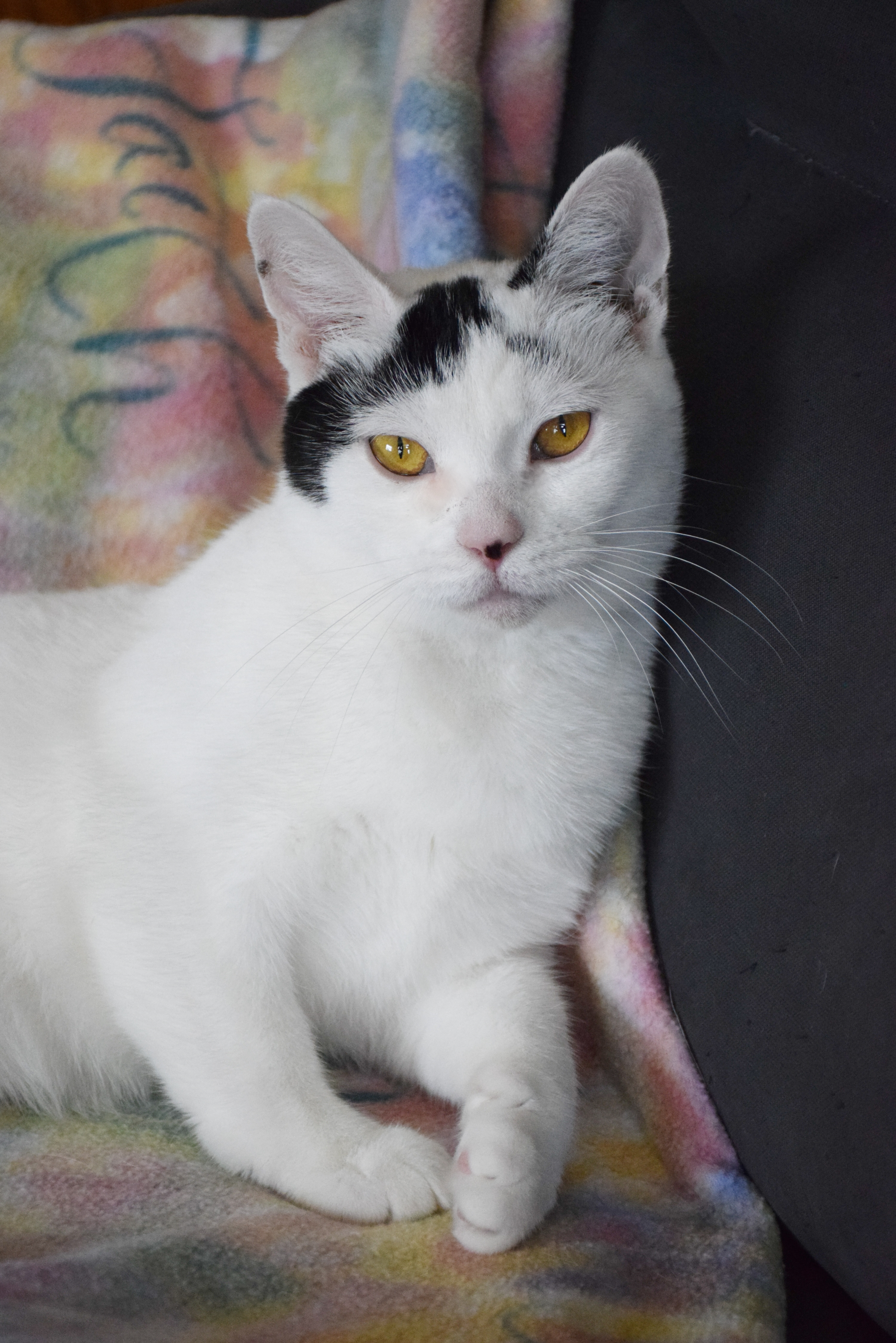 Odette, a Adoptable mixed breed in Shippenville, PA image 3/8