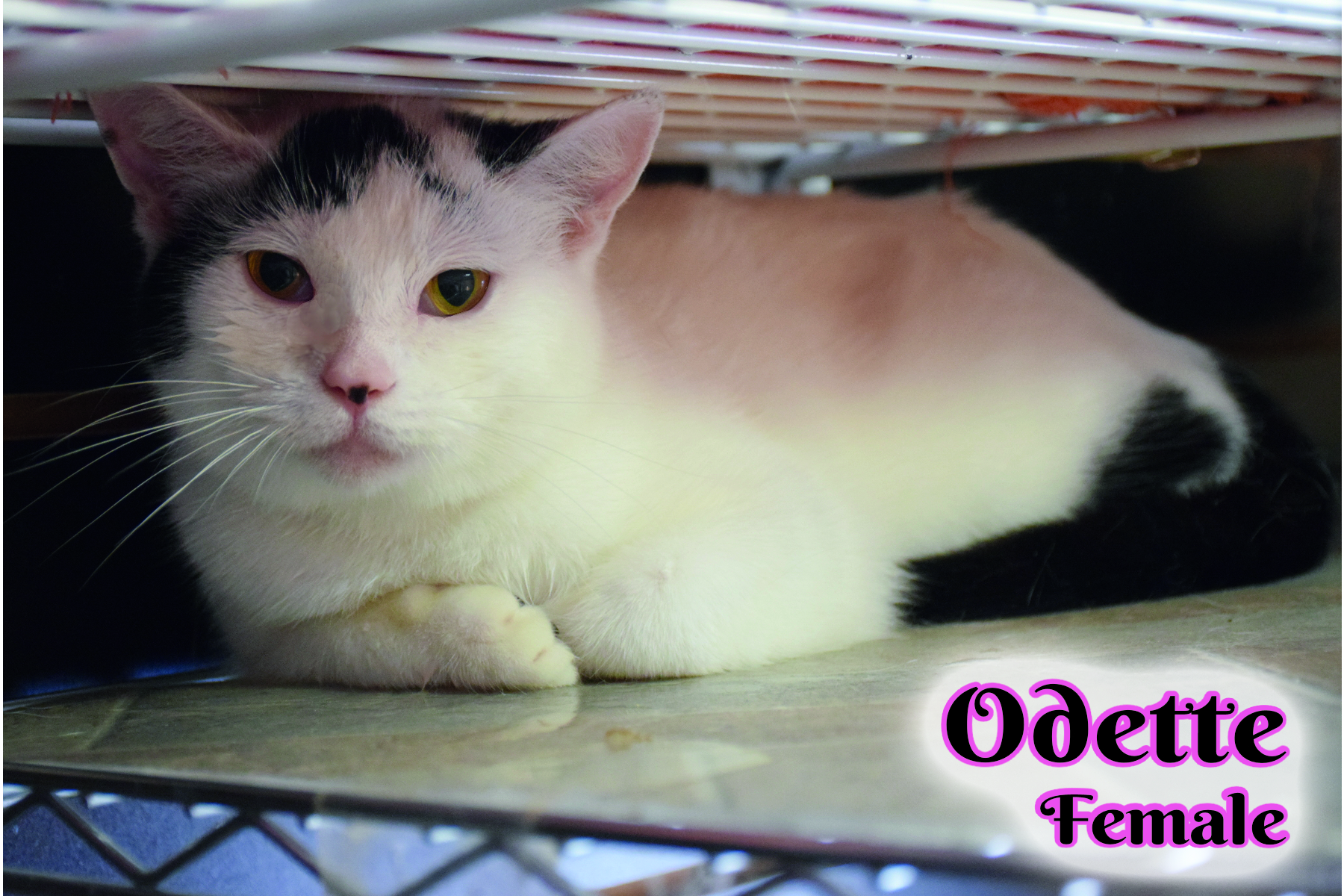 Odette, a Adoptable mixed breed in Shippenville, PA image 4/8
