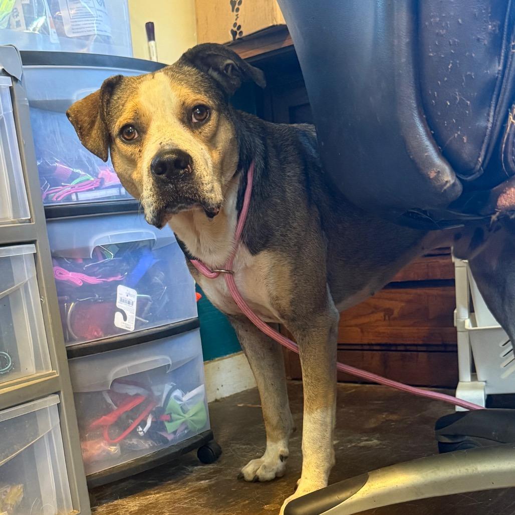 Enlarge Valor 051401A, a Adoptable mixed breed in Amory, MS image 1/6