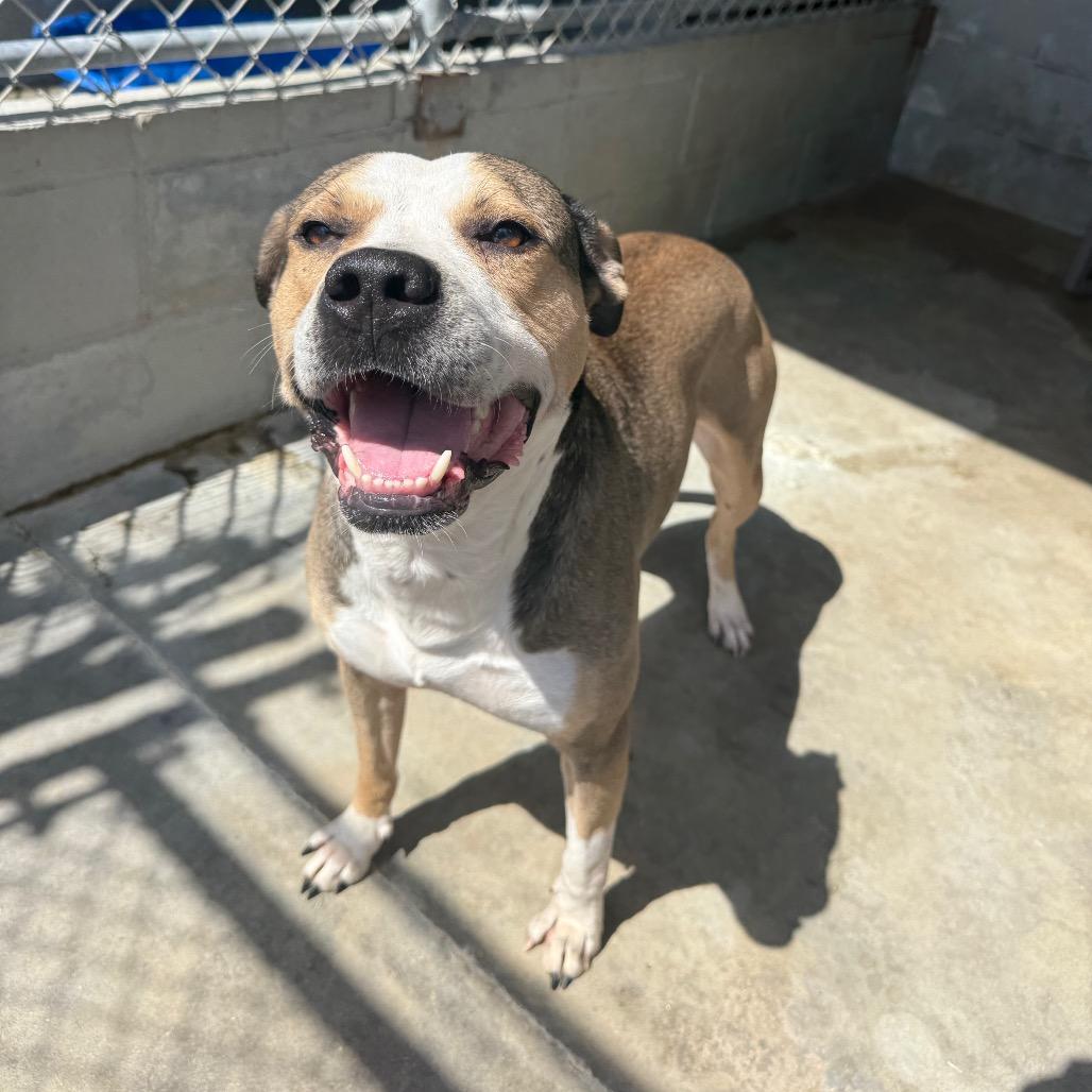 Enlarge Valor 051401A, a Adoptable mixed breed in Amory, MS image 2/6