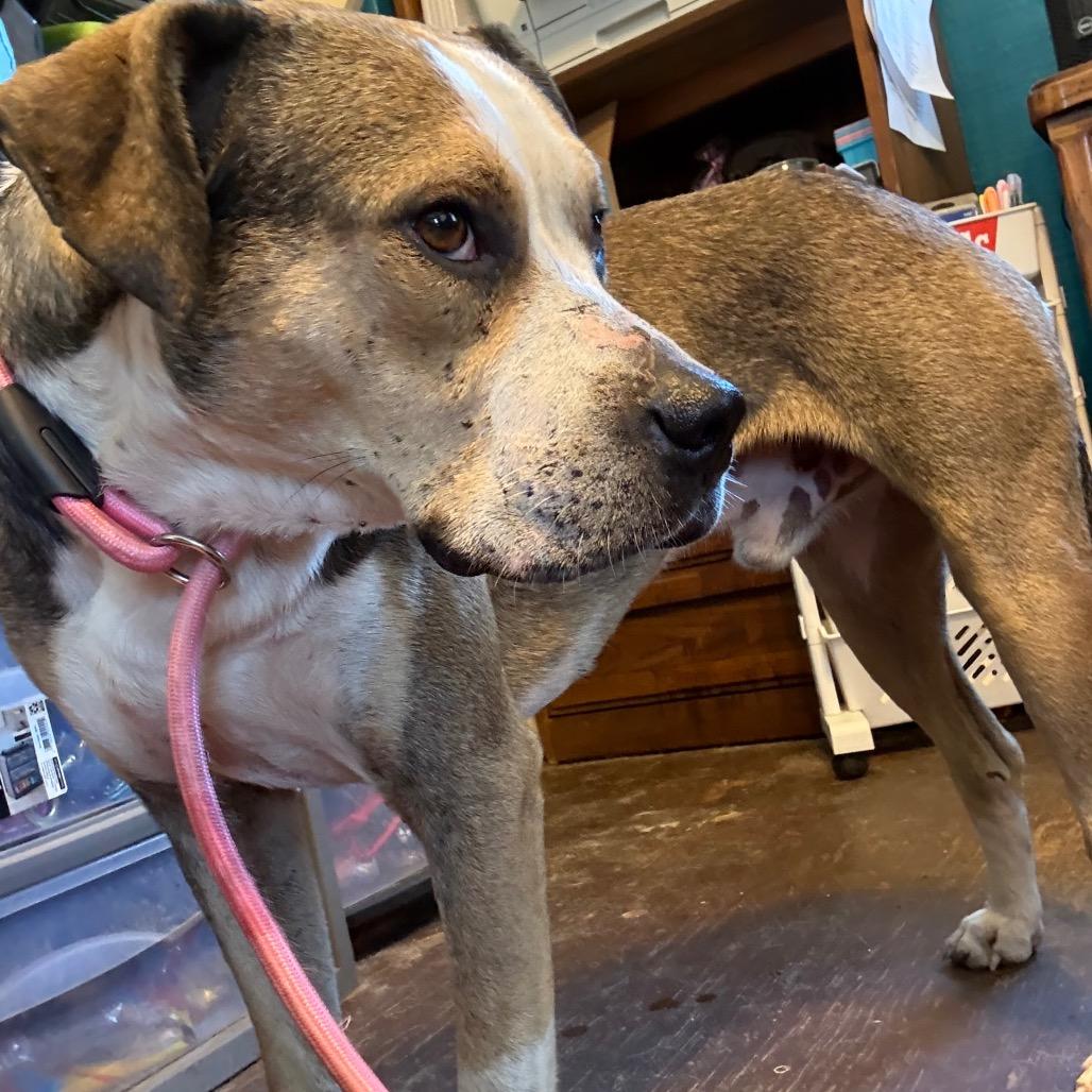 Enlarge Valor 051401A, a Adoptable mixed breed in Amory, MS image 3/6