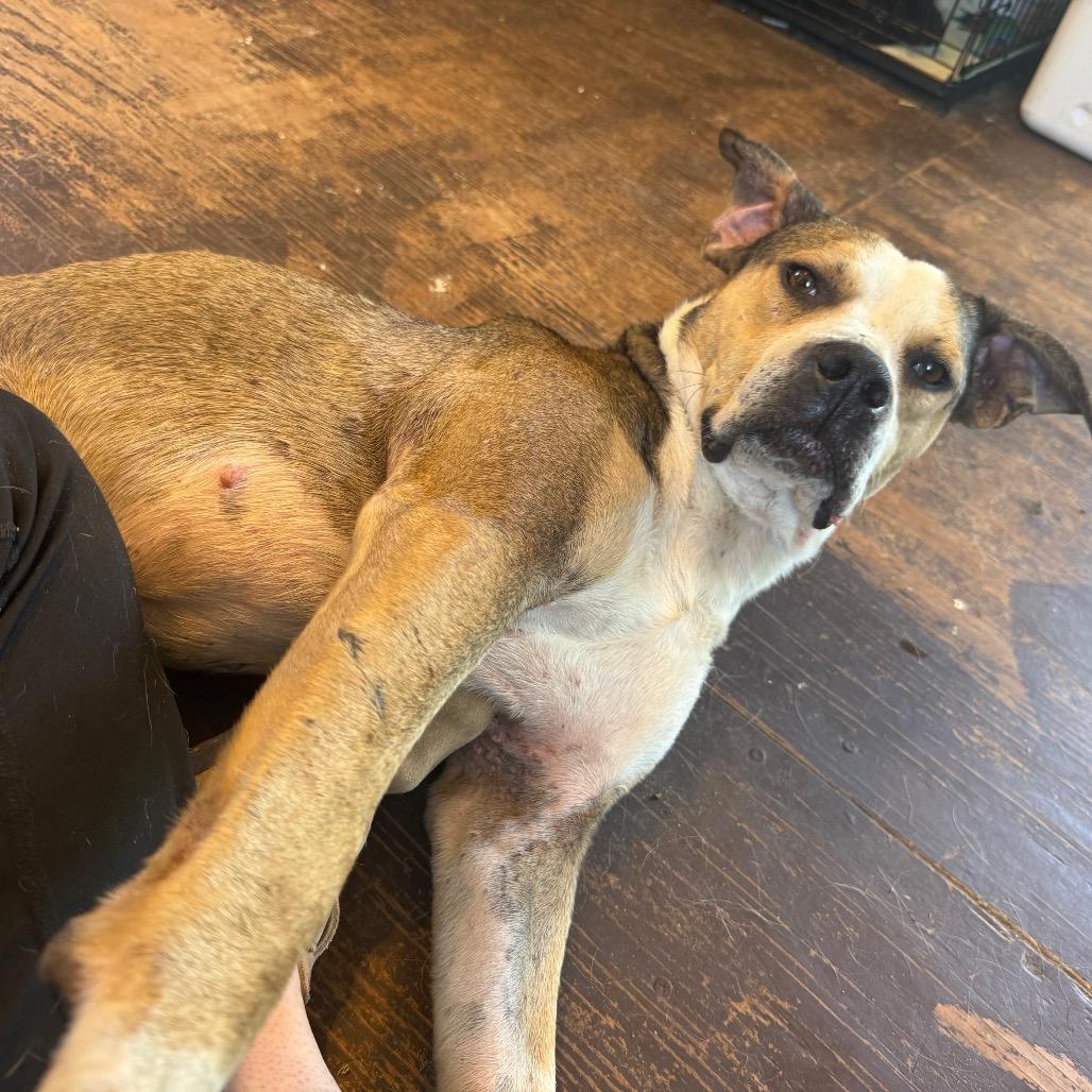 Enlarge Valor 051401A, a Adoptable mixed breed in Amory, MS image 4/6