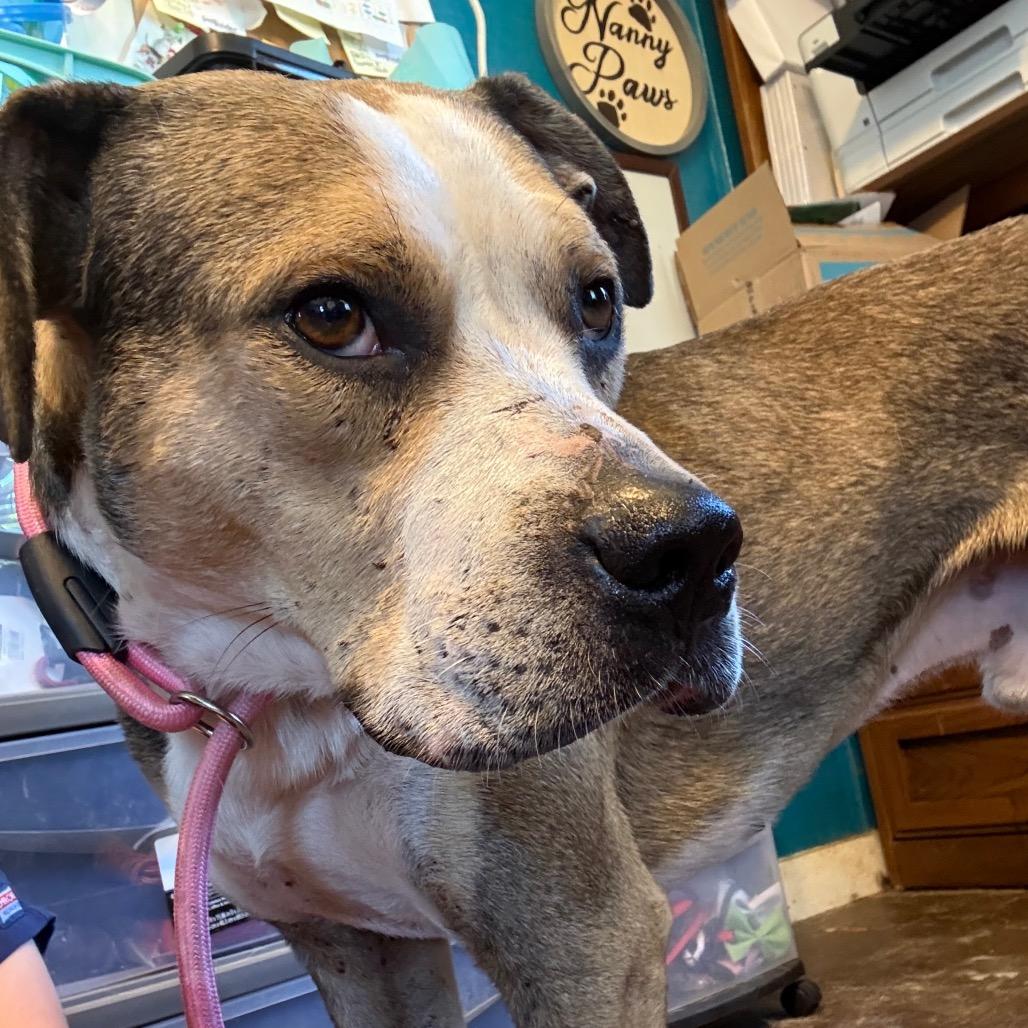 Enlarge Valor 051401A, a Adoptable mixed breed in Amory, MS image 5/6