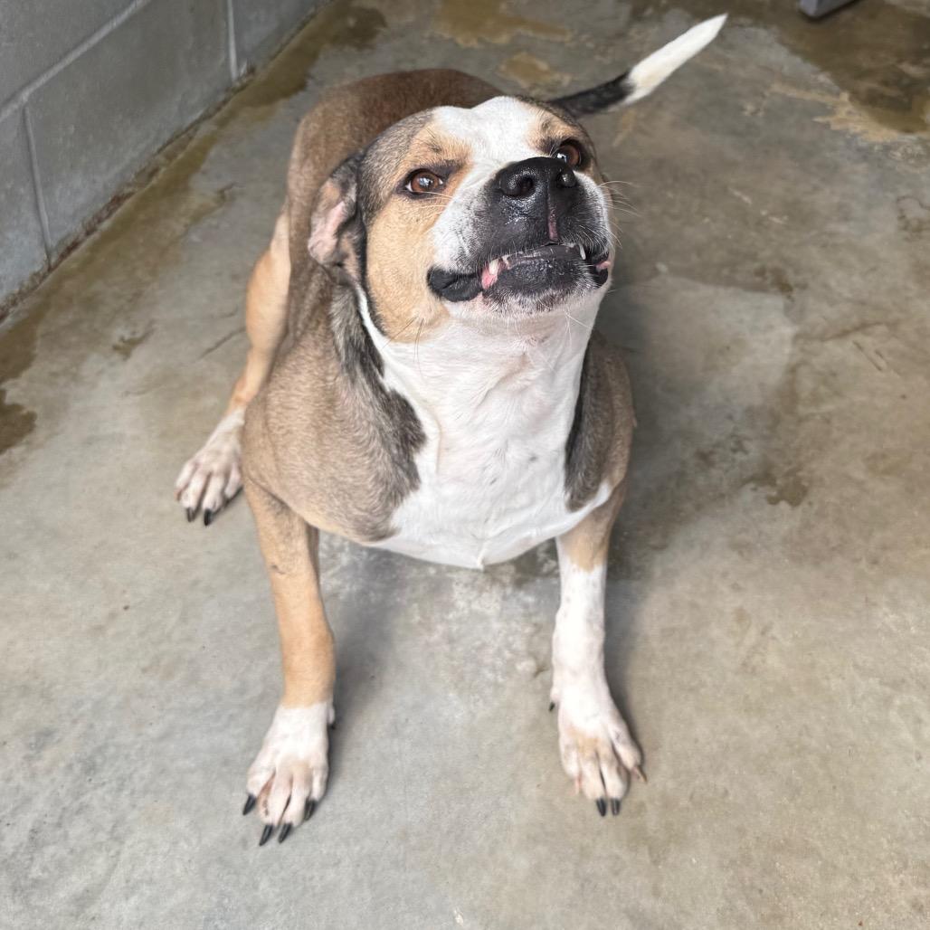 Enlarge Valor 051401A, a Adoptable mixed breed in Amory, MS image 6/6