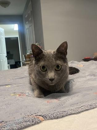 Lord Gray, a Adoptable mixed breed in Port Republic, MD image 1/3