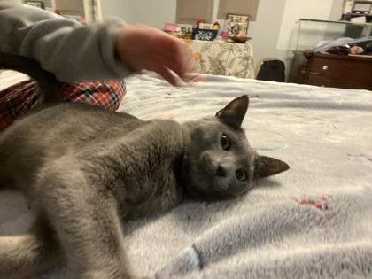 Lord Gray, a Adoptable mixed breed in Port Republic, MD image 2/3
