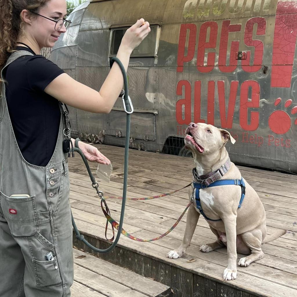 Enlarge Clubby, a Adoptable mixed breed in Austin, TX image 1/6