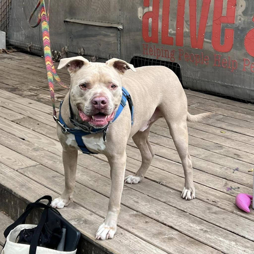 Enlarge Clubby, a Adoptable mixed breed in Austin, TX image 2/6