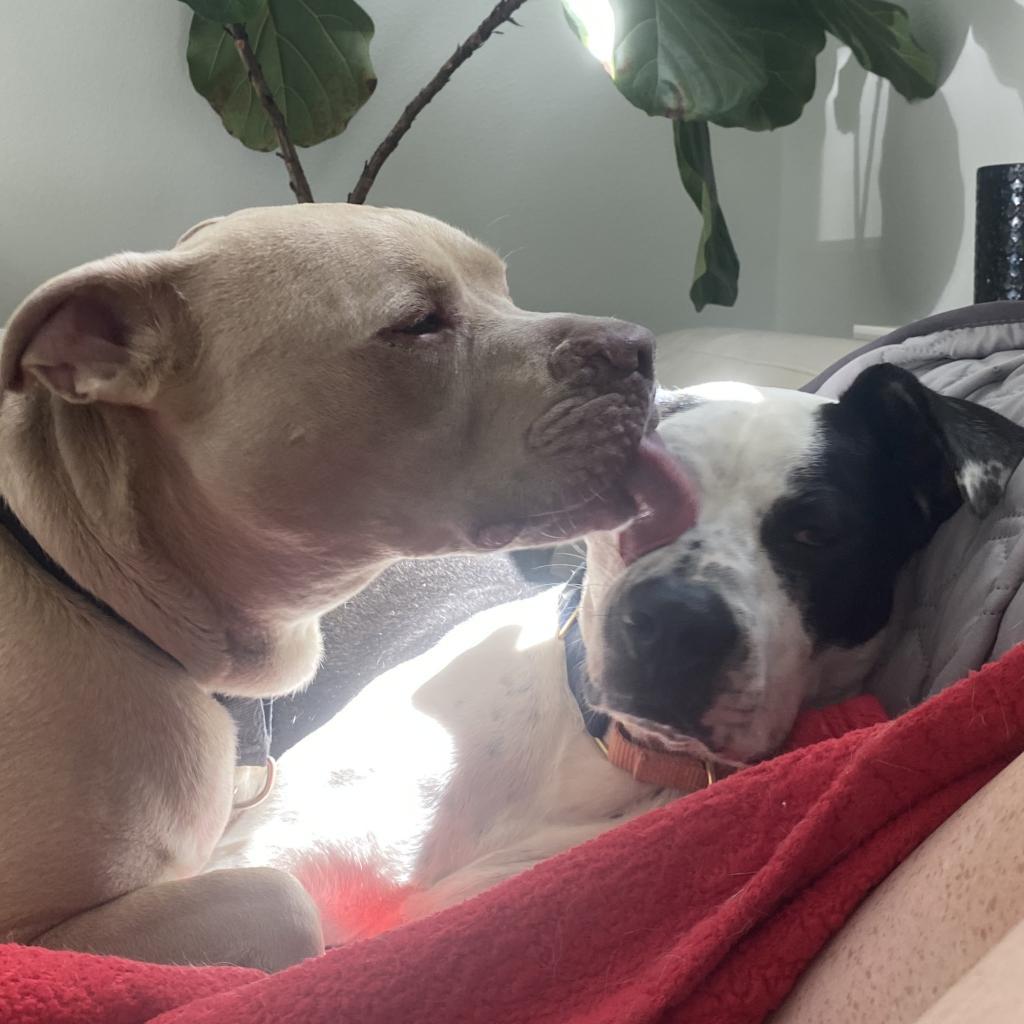 Enlarge Clubby, a Adoptable mixed breed in Austin, TX image 3/6