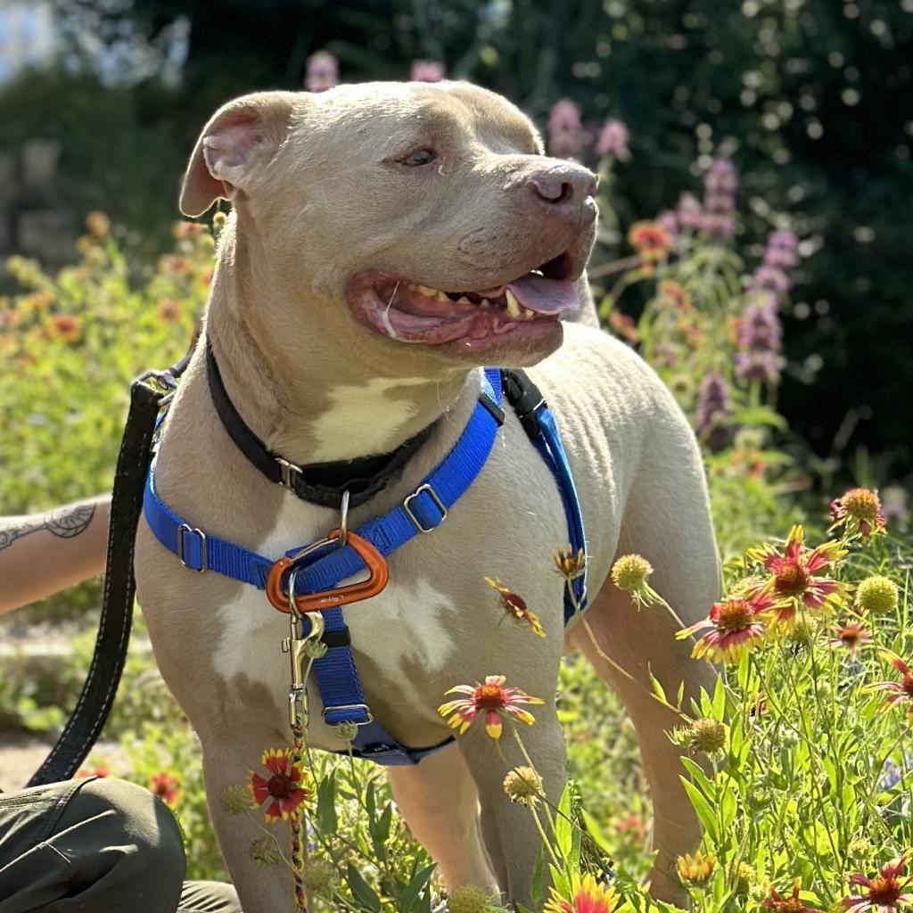 Enlarge Clubby, a Adoptable mixed breed in Austin, TX image 4/5