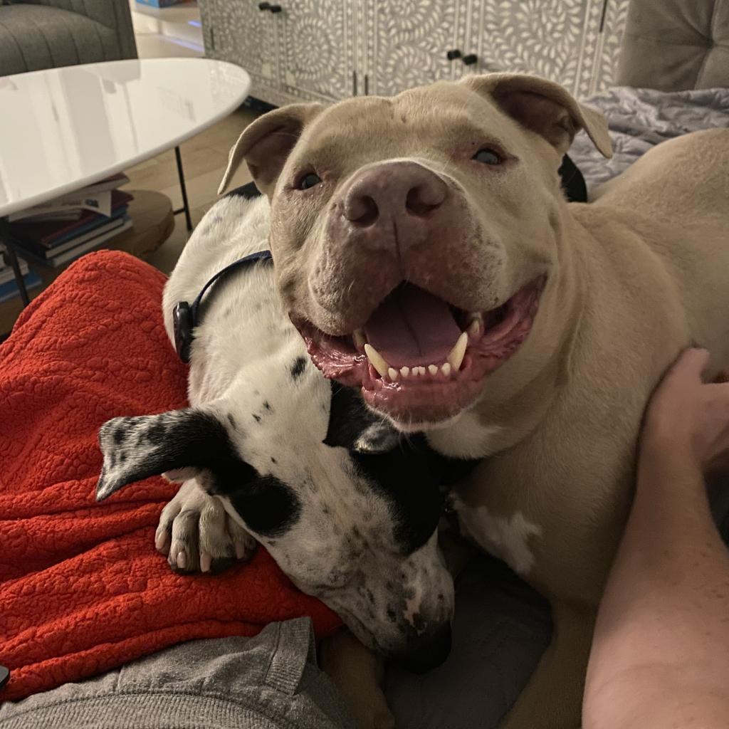 Enlarge Clubby, a Adoptable mixed breed in Austin, TX image 5/6