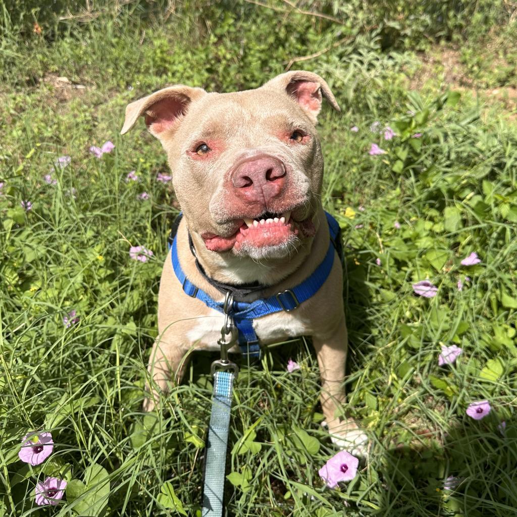 Enlarge Clubby, a Adoptable mixed breed in Austin, TX image 6/6