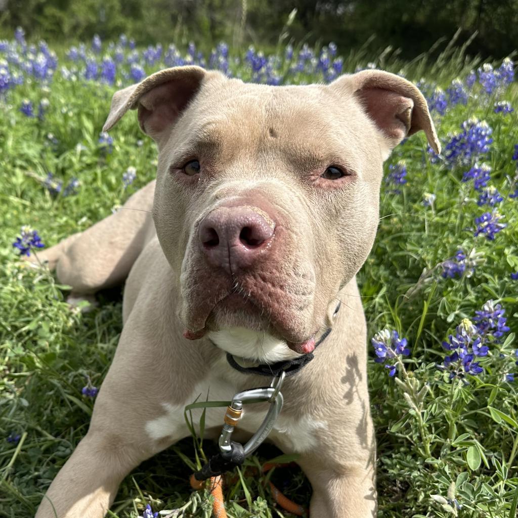 Clubby, a Adoptable mixed breed in Austin, TX image 5/5