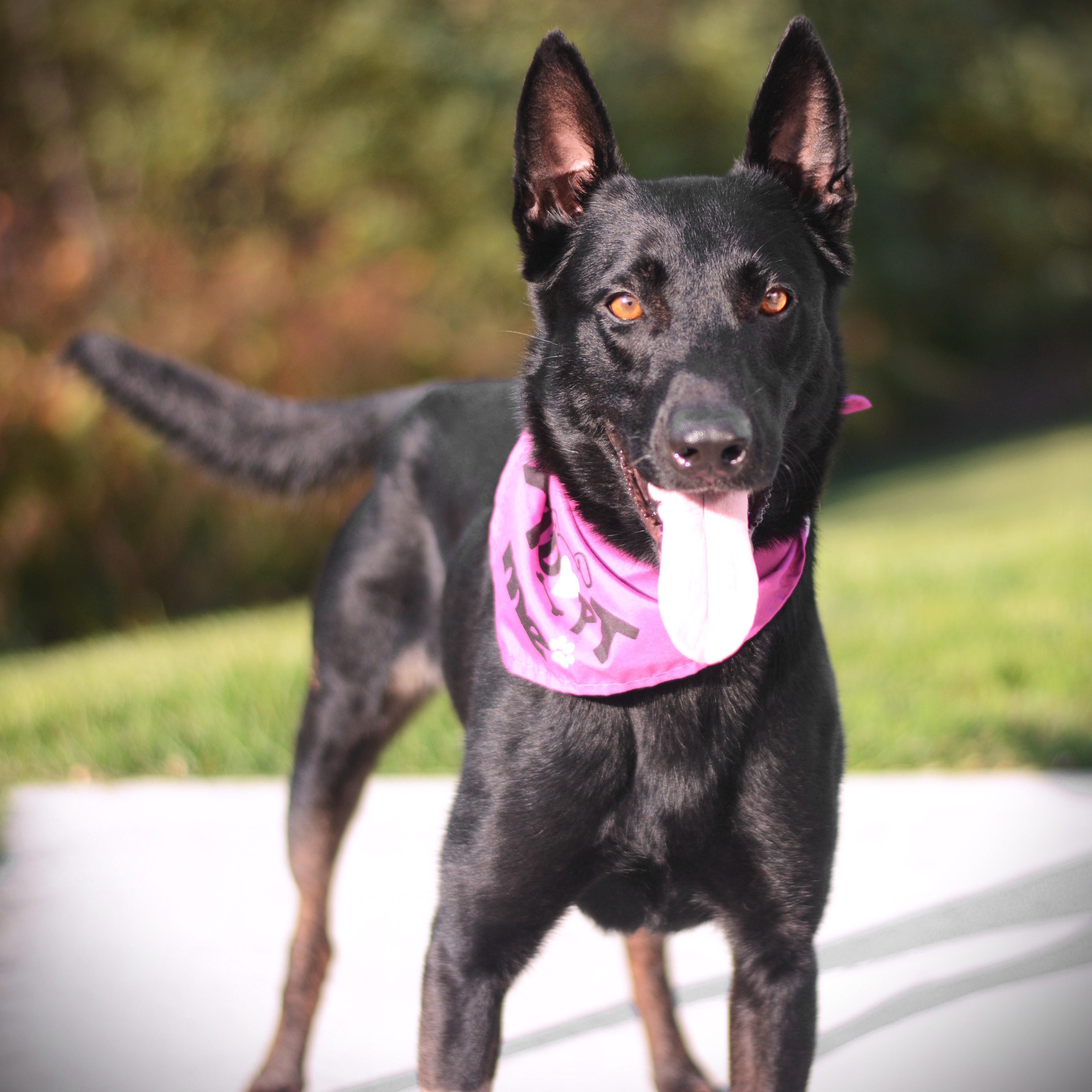 Ari, adoptable, Adult Female Belgian Shepherd / Malinois & German Shepherd Dog.