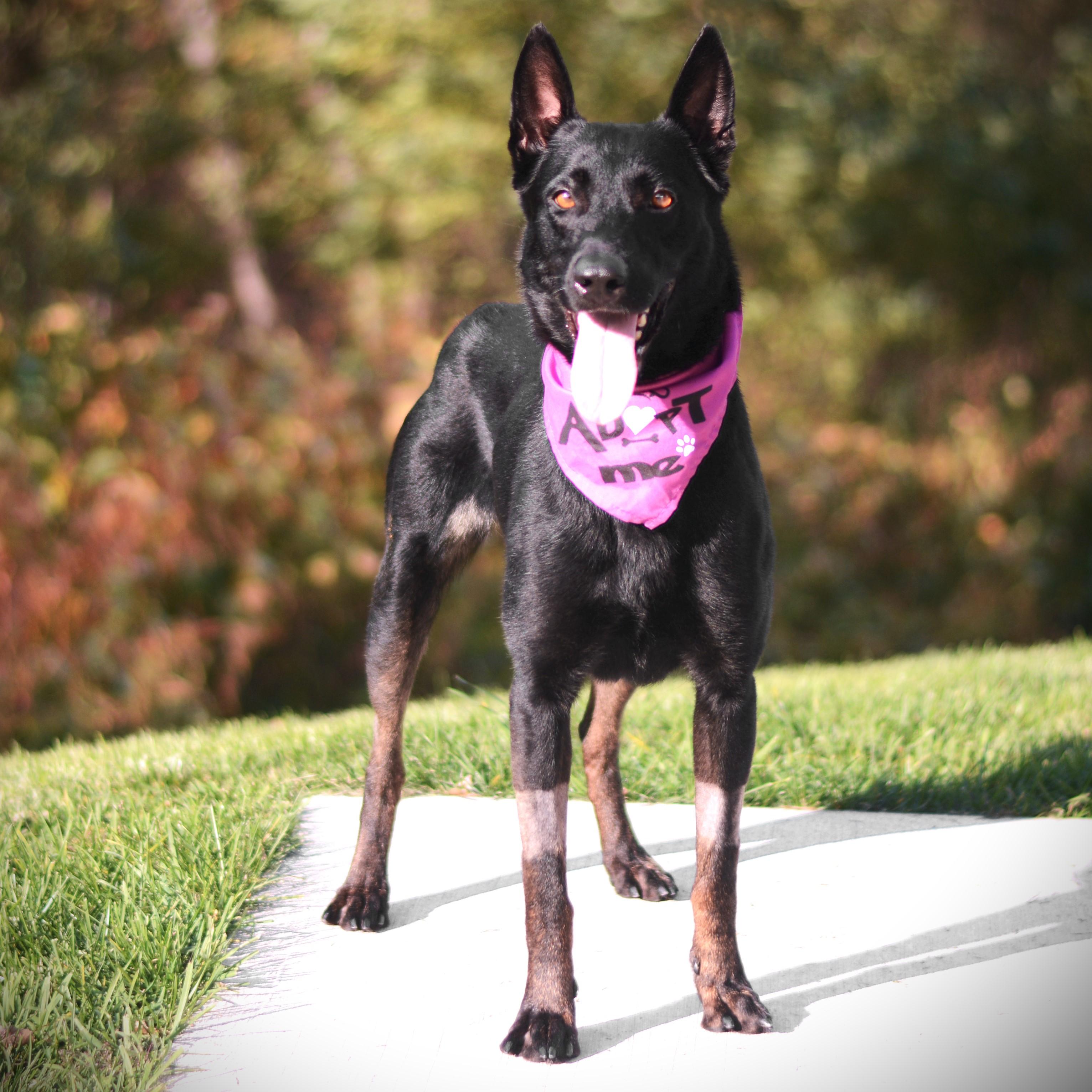 Enlarge Ari, an adoptable mixed breed in Amsterdam, NY image 2/2