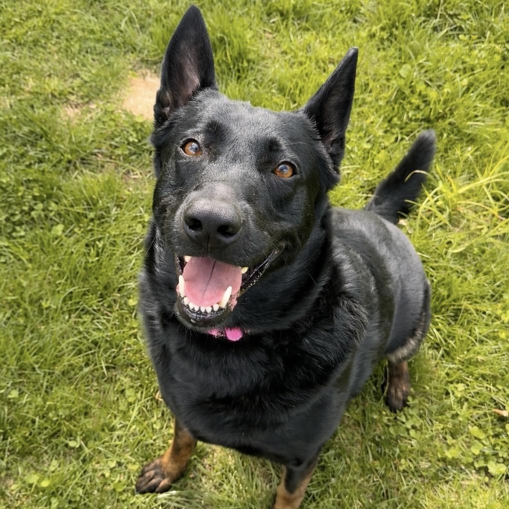 Ari, adoptable, Adult Female Belgian Shepherd / Malinois & German Shepherd Dog.