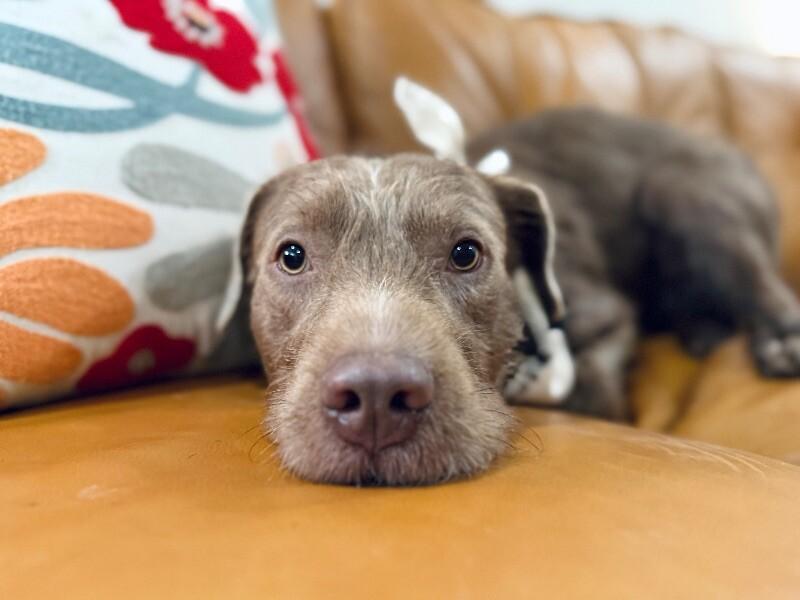 Wirehaired Lab Dog for adoption - Mr. Whiskers Whimsy and wonderful love, a German ...